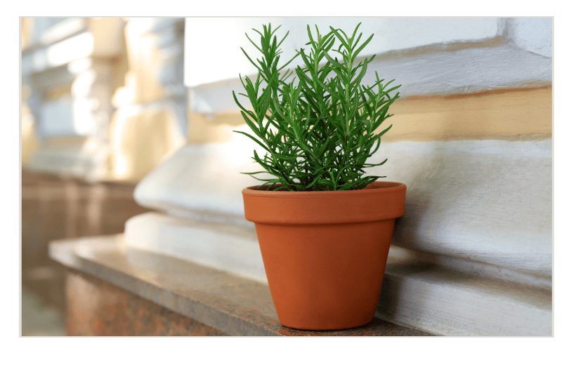 ローズマリーは鉢植えがお勧め