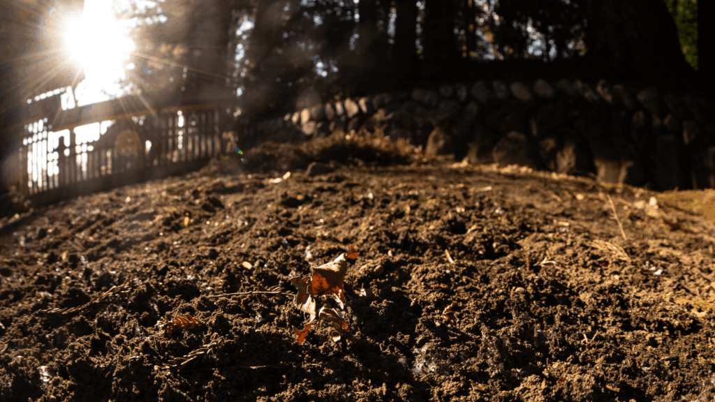 見えにくいですが、霜柱